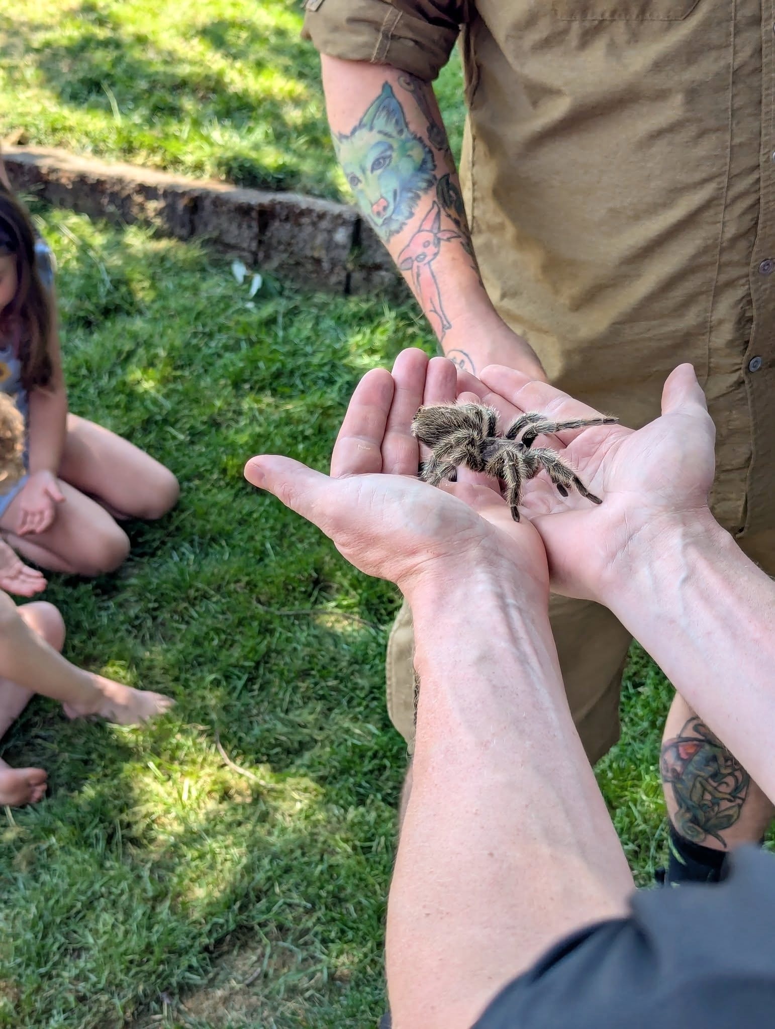 Child observing a tarantula from a comfortable distance