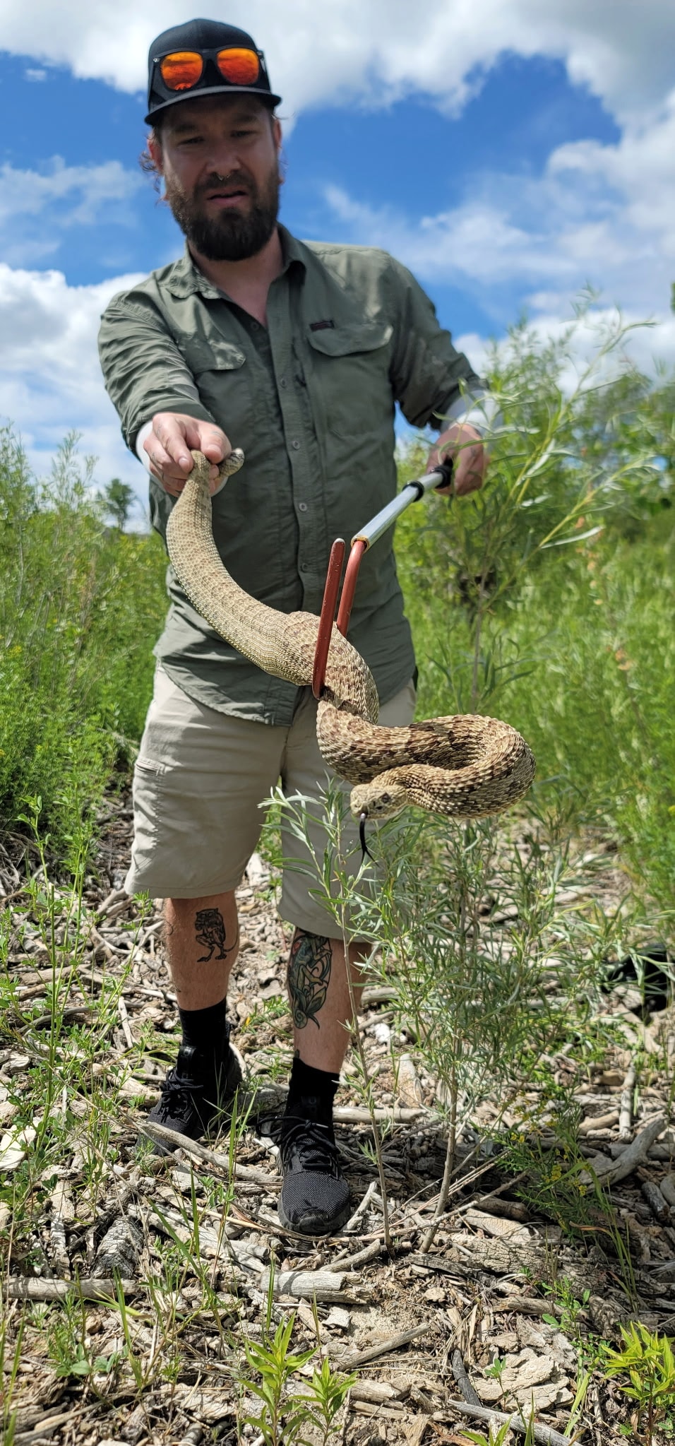 Kevin safely relocating a rattlesnake in the field with professional tools